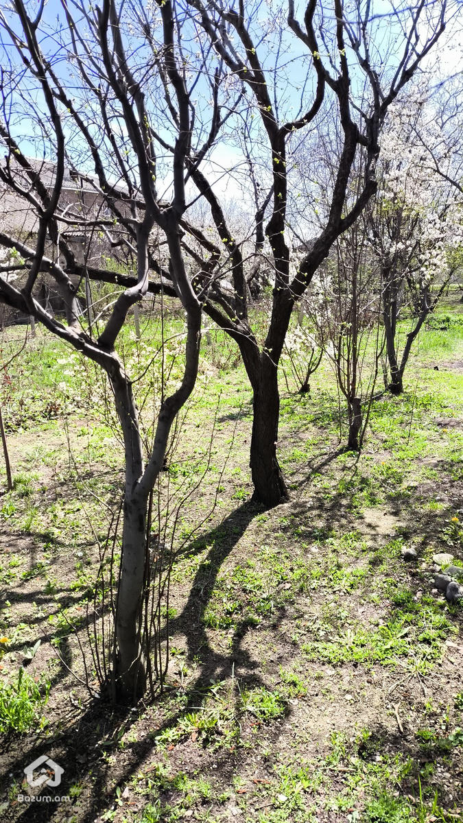 տնամերձ հողատարածք  - image 6