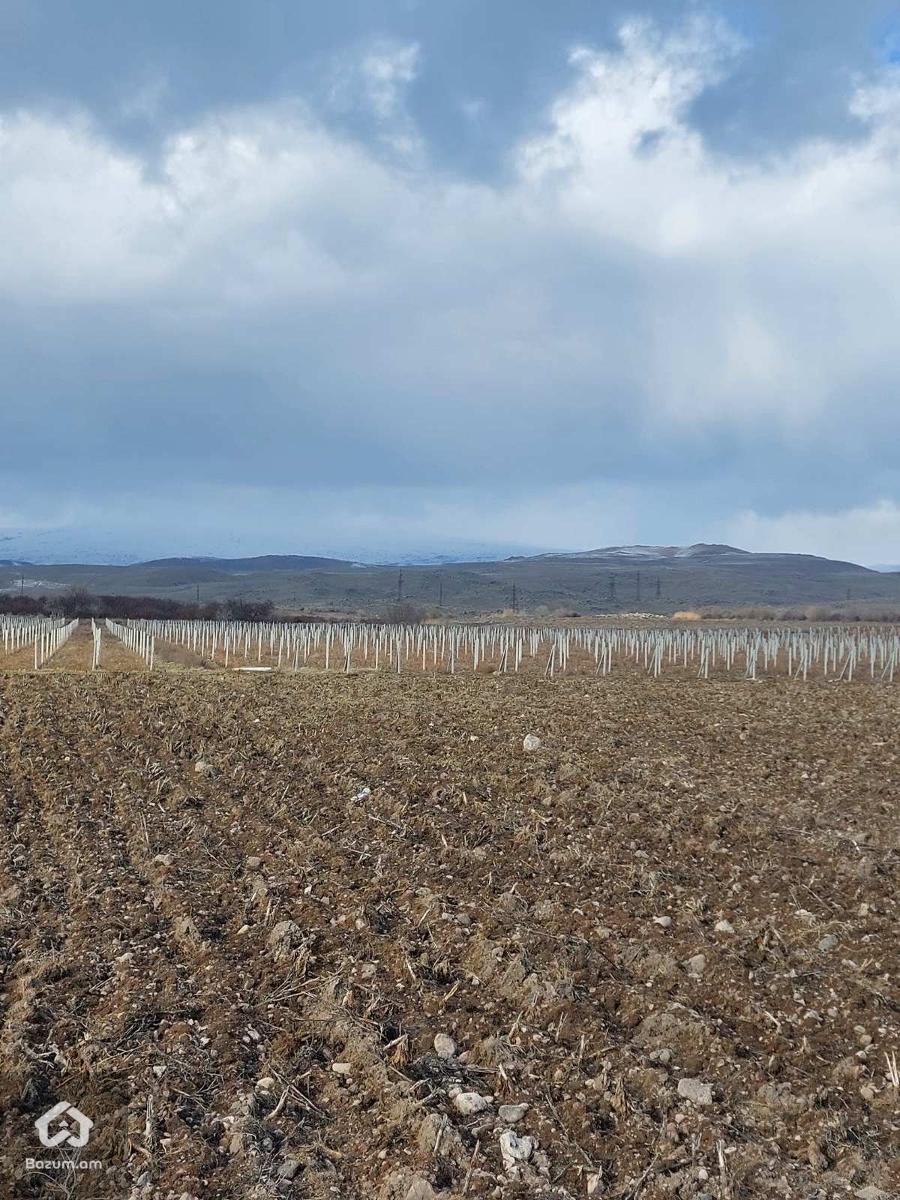 Գյուղնշանակության - image 4