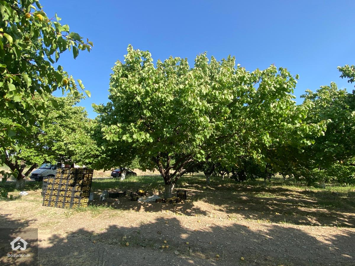 Ծիրանի այգի 11.000քմ - image 2