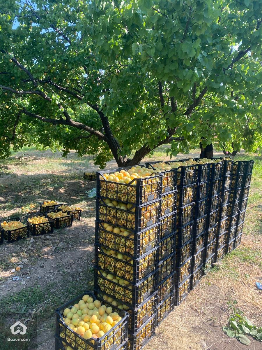 Ծիրանի այգի 11.000քմ - image 4