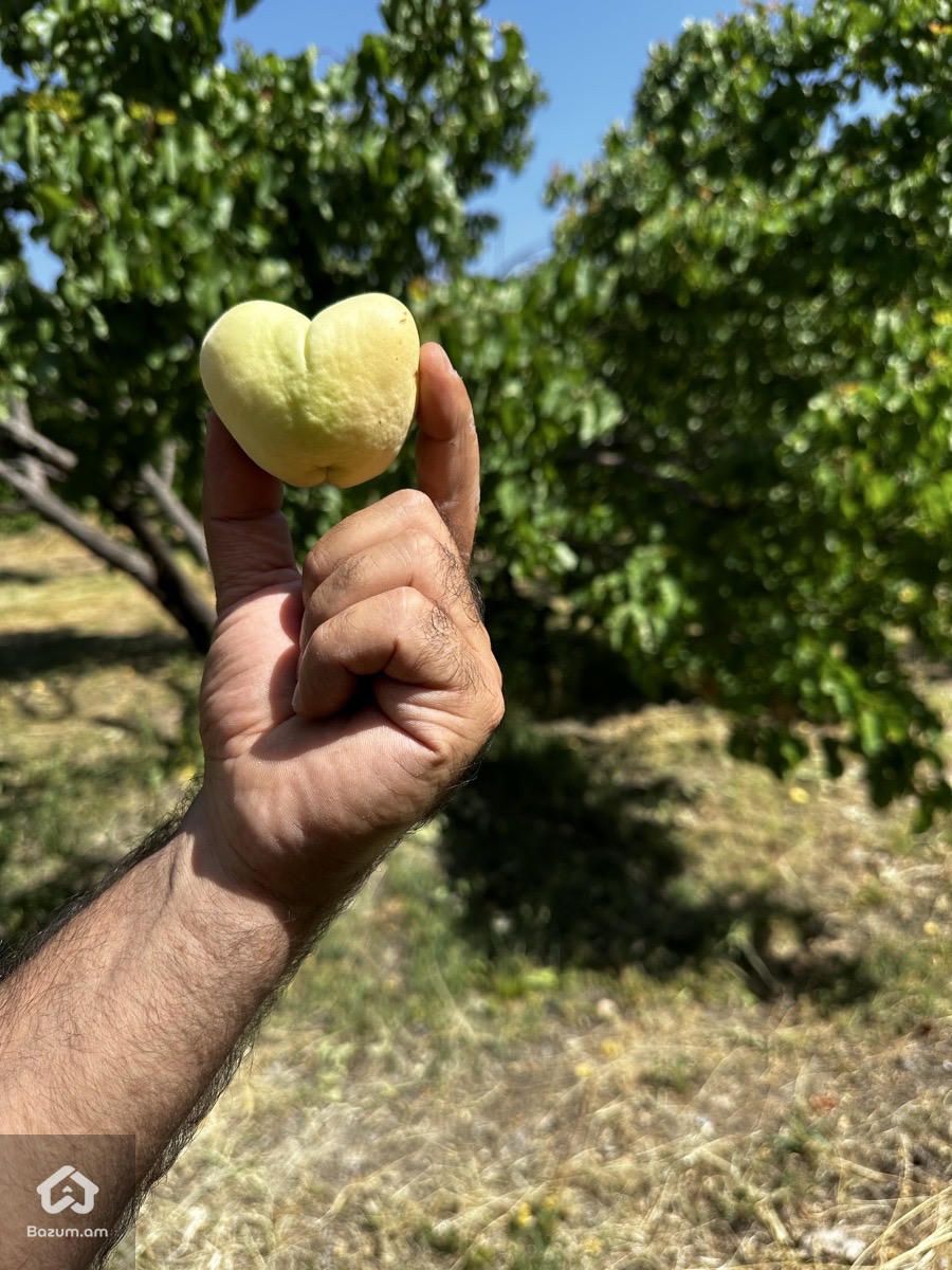 Վաճառվում է Ծիրանի Այգի - image 1