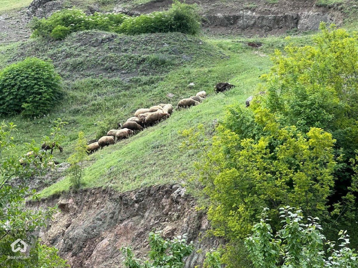 дом на горе техута Дилижан - image 11
