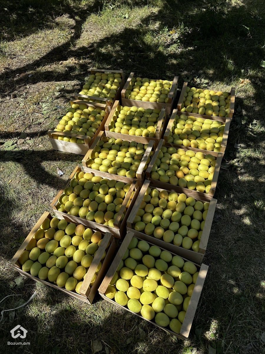 Վաճառվում է Ծիրանի Այգի - image 4