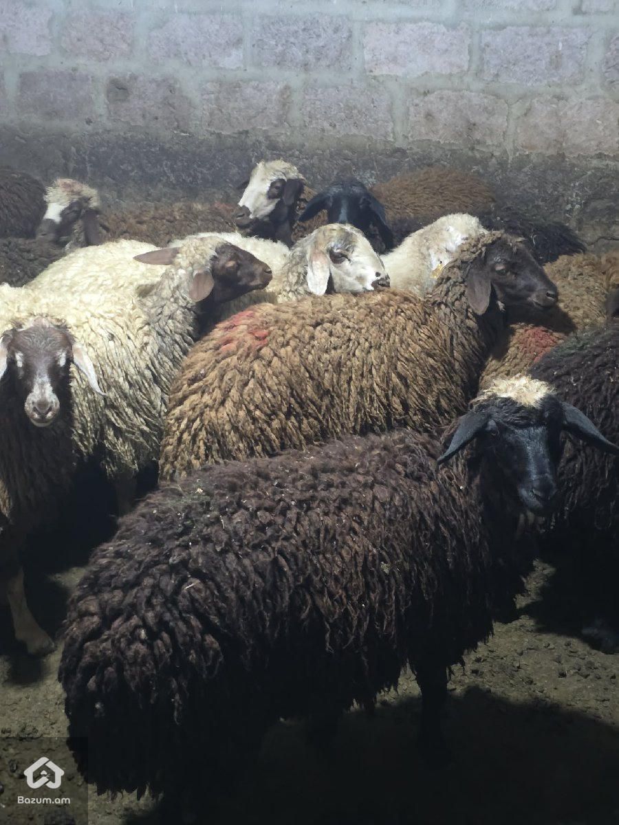 Գառներ - image 1