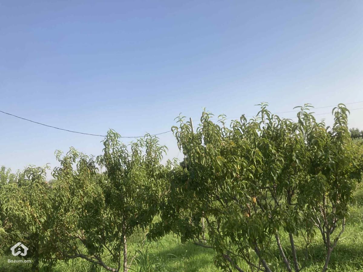 Տնամերձ հեղատարածք - image 5