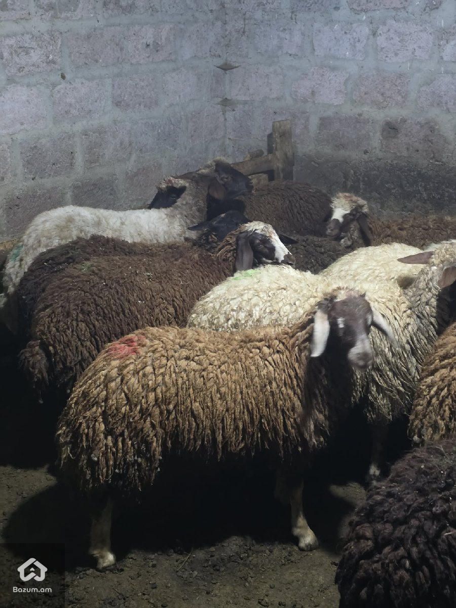 Գառներ - image 2