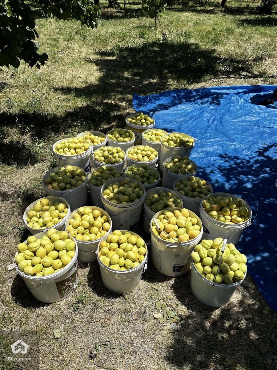 Վաճառվում է Ծիրանի Այգի - image 7