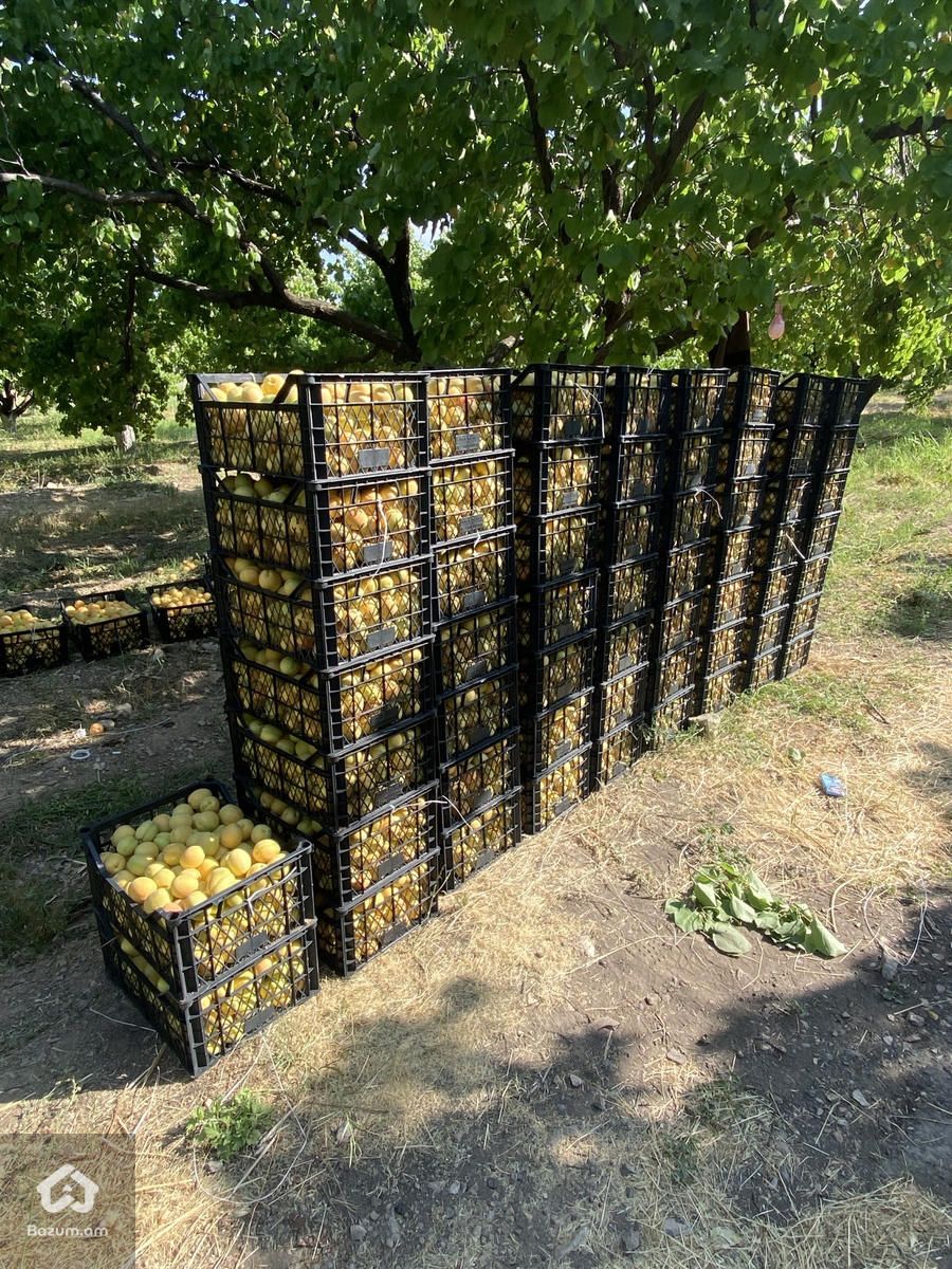 Ծիրանի այգի 11.000քմ Արմաշում - image 5