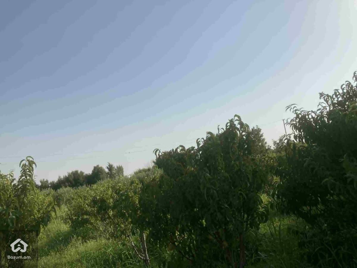 Տնամերձ հեղատարածք - image 4