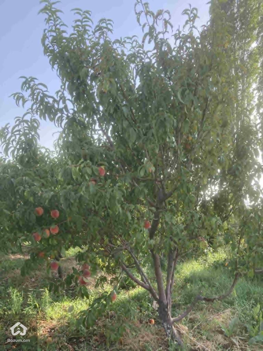 Տնամերձ հեղատարածք - image 6