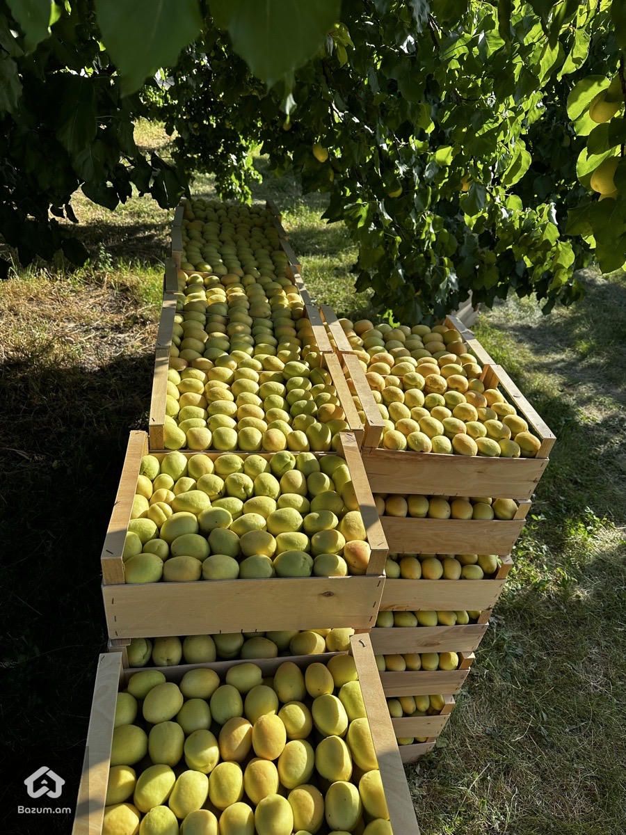 Վաճառվում է Ծիրանի Այգի - image 2