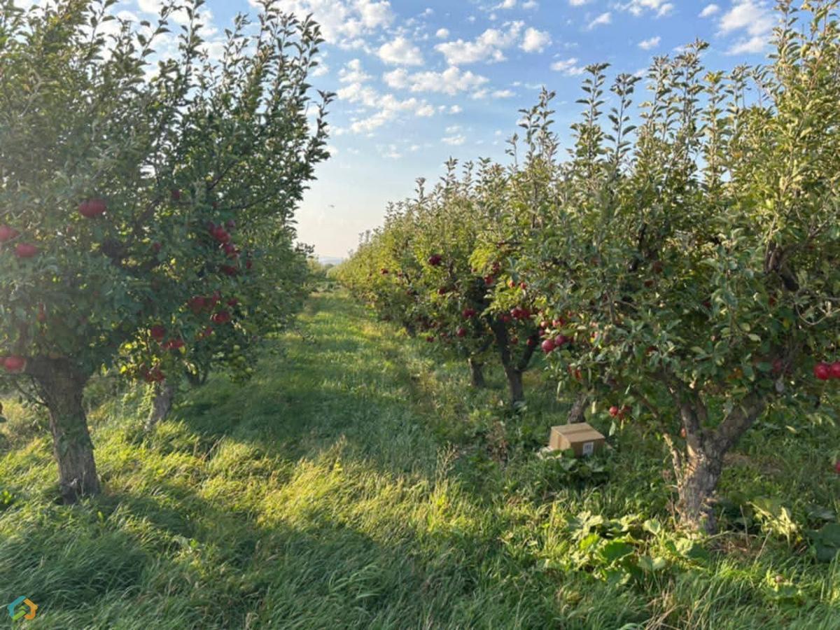 ❗️ ՇՏԱՊ վաճառվում է բերքատու այգի Նոր Գեղիում ❗️